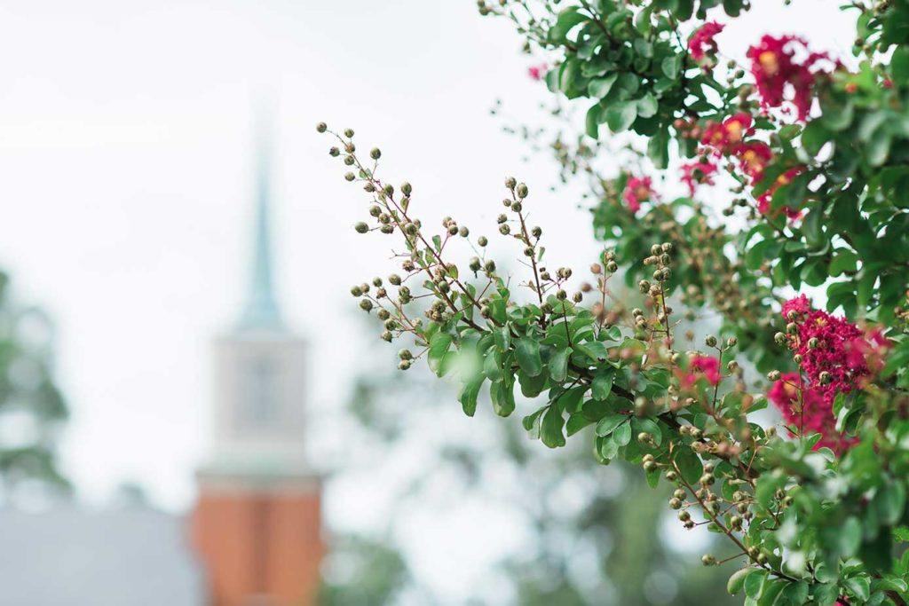 jackson-fuzzy-tree-spire-1024x683 jackson-fuzzy-tree-spire-1024x683